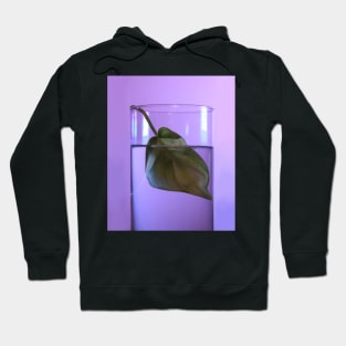 Single Money Plant Leaf Photography Hoodie